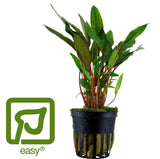 Cryptocoryne beckettii 'Petchii'