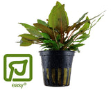 Cryptocoryne wendtii 'Tropica'
