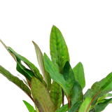 Cryptocoryne beckettii 'Petchii'