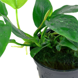 Anubias Var Nana
