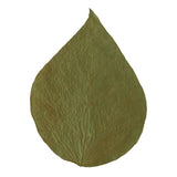 Dennerle Shrimp King Dadap Leaves