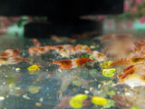 Red Rili Shrimp