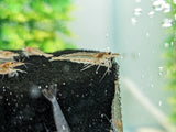 Amano Shrimp