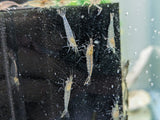 Amano Shrimp