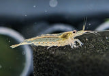 Amano Shrimp