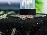 Amano Shrimp