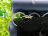 Amano Shrimp