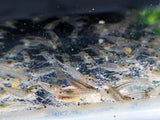 Amano Shrimp