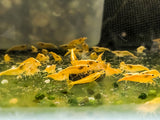 Yelow Fire Neocaridina