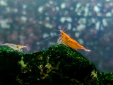 Orange Neocaridina