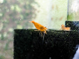 Orange Neocaridina