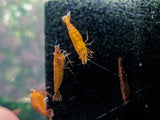 Orange Neocaridina