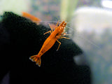 Orange Neocaridina