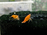 Orange Neocaridina