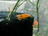Orange Neocaridina
