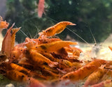 Orange Neocaridina