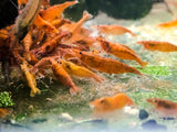 Orange Neocaridina