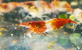 Red Rili Shrimp