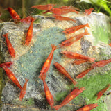 Dennerle Shrimp King Yummy Gum 50g