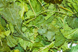 Mulberry Leaves