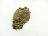 Walnut Leaves