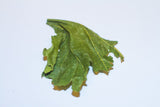 Mulberry Leaves