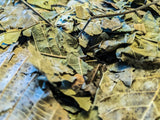 Walnut Leaves