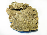 Walnut Leaves