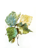 Birch Leaves 10g