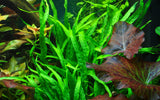 Java Fern Narrow
