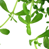 Bacopa Monnieri