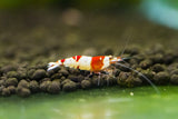 Crystal Red Shrimp High grade Taiwan Bee A-B Grade