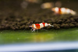 Crystal Red Shrimp High grade Taiwan Bee A-B Grade