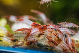 Red Rili Shrimp