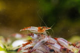 Red Rili Shrimp