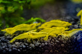 Yelow Fire Neocaridina