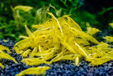 Yelow Fire Neocaridina