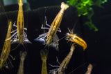 Bamboo Shrimp, Wood Shrimp / Atyopsis
