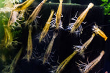 Bamboo Shrimp, Wood Shrimp / Atyopsis