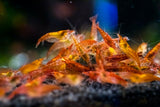 Cherry Shrimp