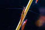 Cherry Shrimp