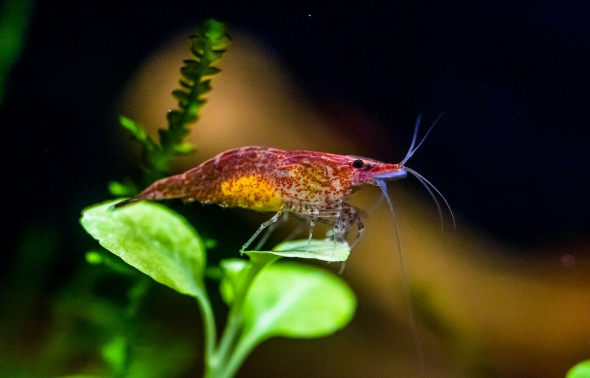 Red shrimp hot sale for aquarium