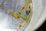 Green Babaulti Shrimp