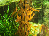 GlasGarten Shrimp Lollies - Artemia