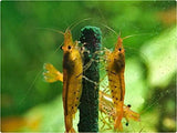 GlasGarten Shrimp Lollies - Algae