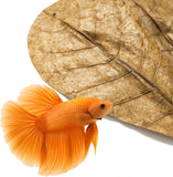 Indian Almond Catappa Leaves