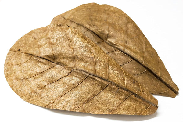 thumbnail image 2 of 1000-Pack Indian Catappa Almond Leaves (5-7 Inch) – Grade A For Bettas, Discus, Shrimp 2 of 5