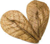 Indian Almond Catappa Leaves