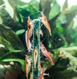 Shrimp Lollies Mixed pack