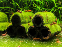 Moss Covered Shrimp Cave